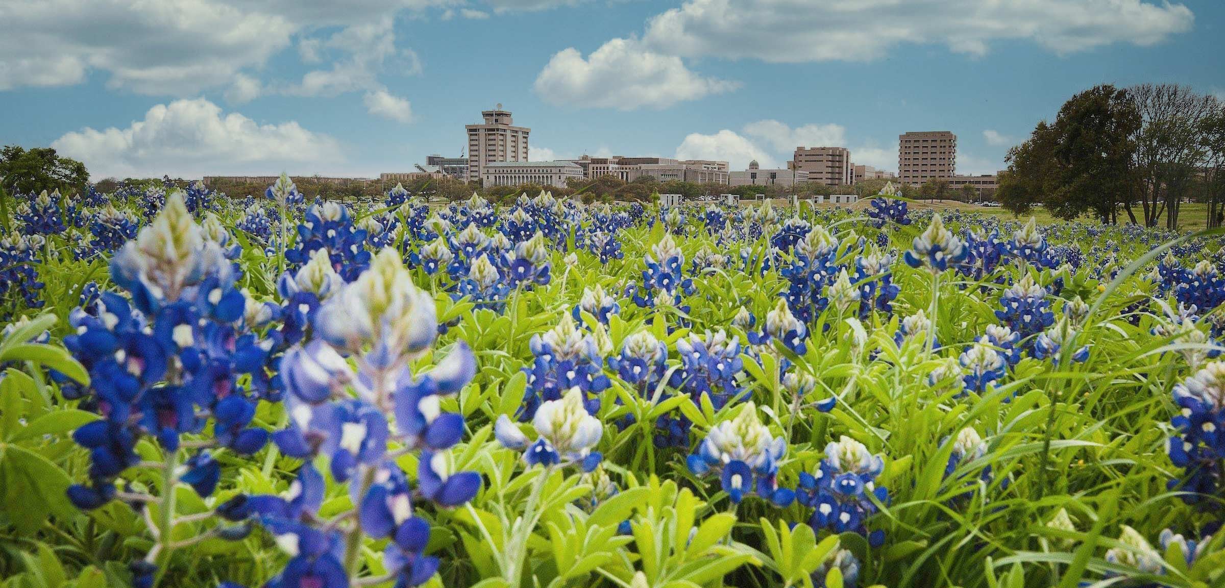 Bluebonnets in front of ϲʹ̳ Campus